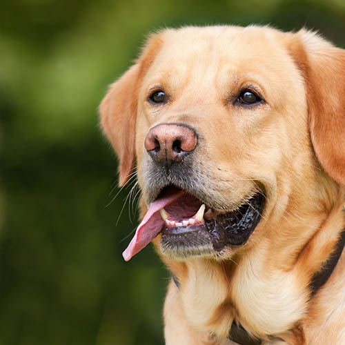  un chiot soin pharmacie Goma