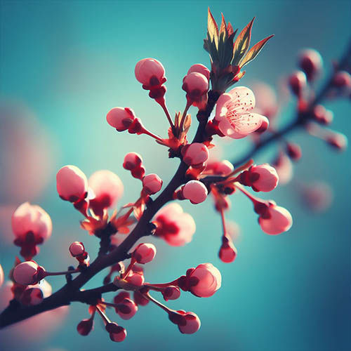 Gemmothérapie herboristerie Aulnay-sous-Bois